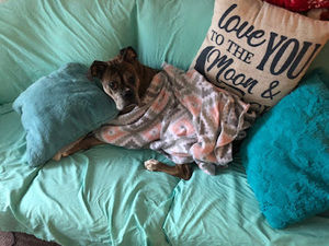 Meet your Posher, Jules